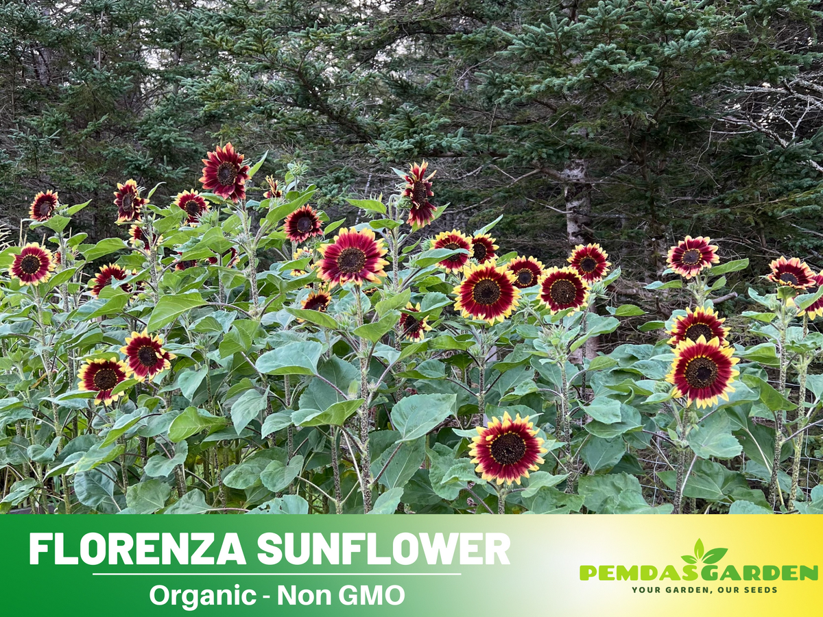 25+ Seeds| Florenza Sunflower Seed #E021