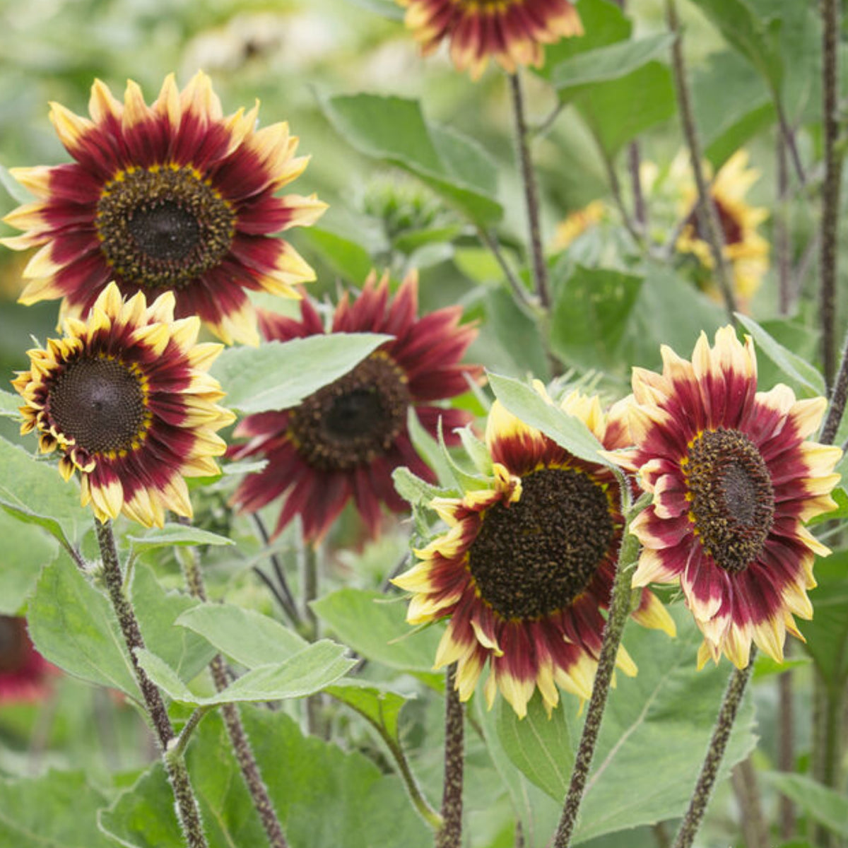 Florenza Sunflower Seeds - Attracts Bees & Butterflies, 25+ seeds
