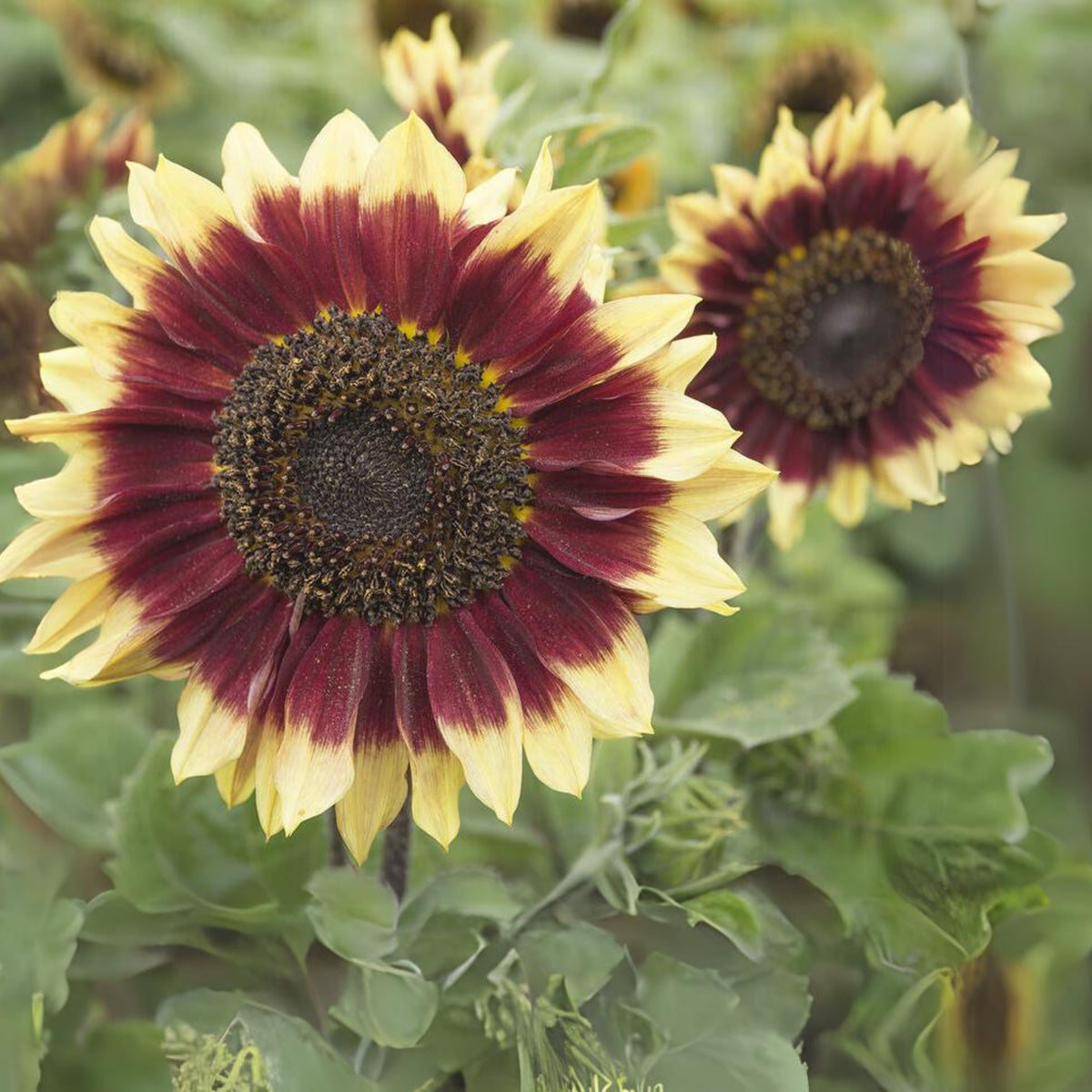 Florenza Sunflower Seeds - Attracts Bees & Butterflies, 25+ seeds