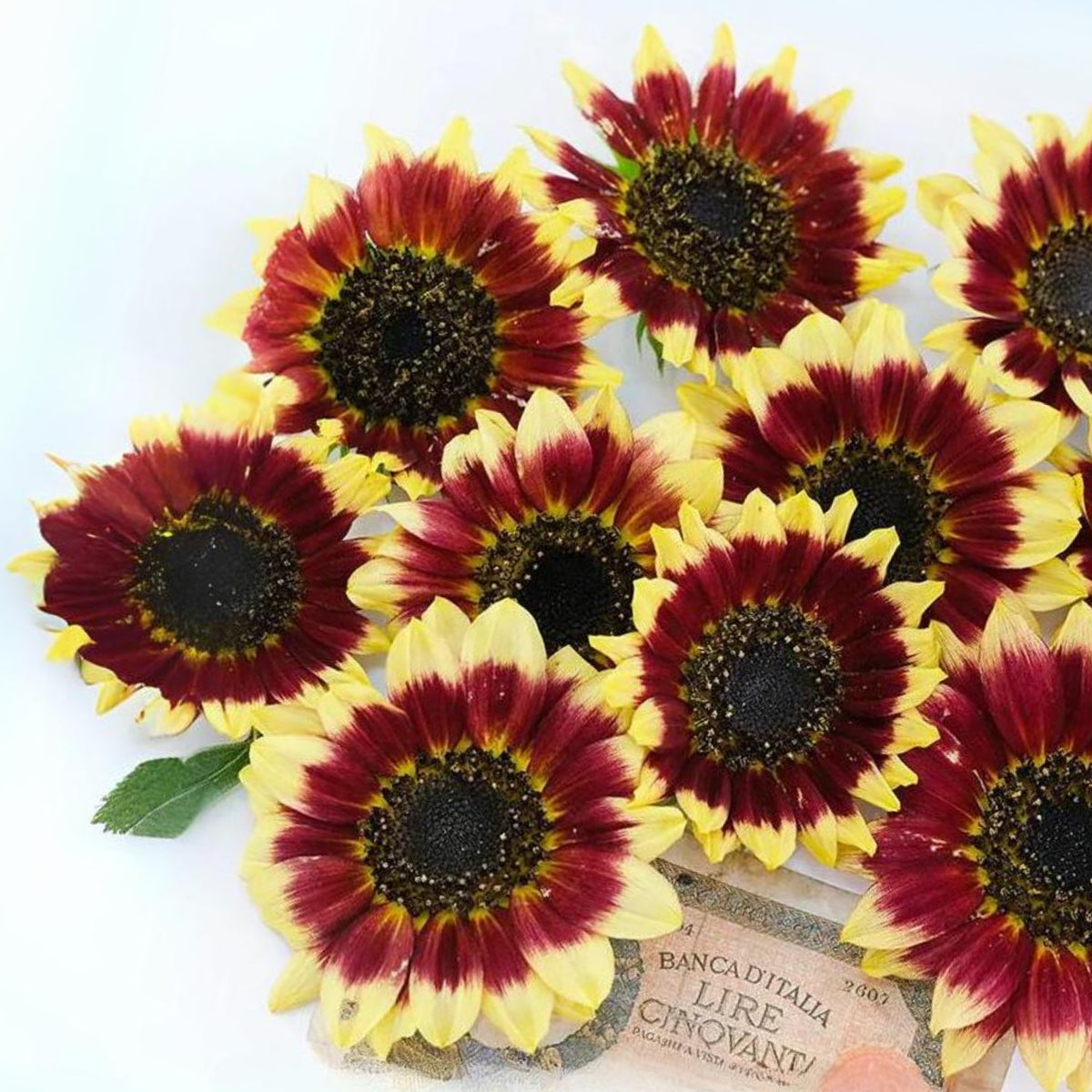 Florenza Sunflower Seeds - Attracts Bees & Butterflies, 25+ seeds