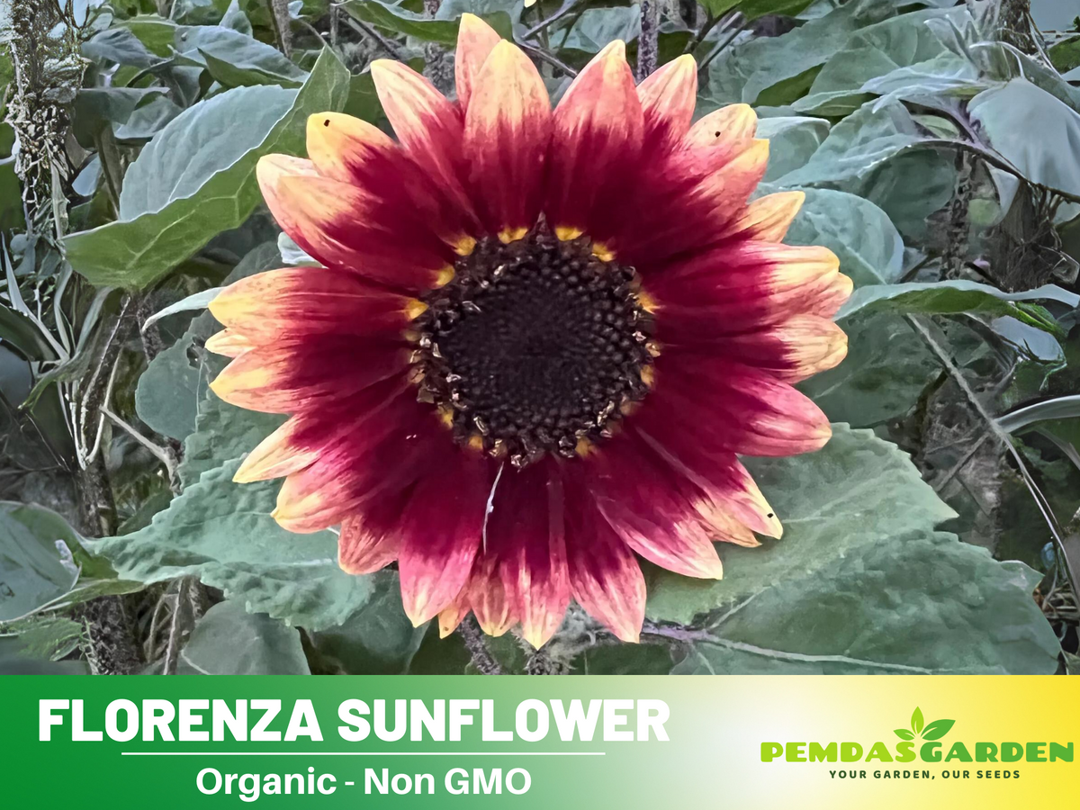 25+ Seeds| Florenza Sunflower Seed #E021