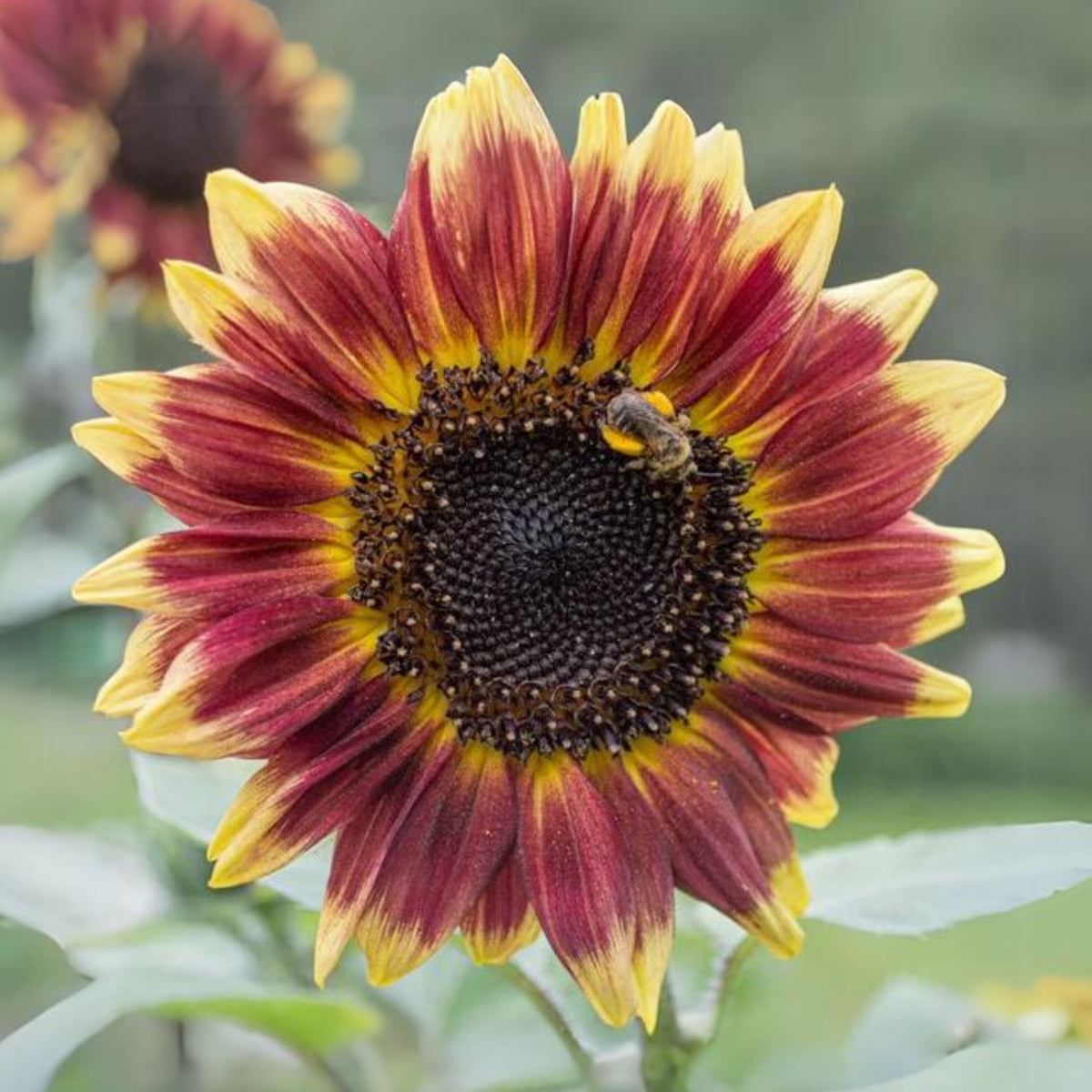 Florenza Sunflower Seeds - Attracts Bees & Butterflies, 25+ seeds