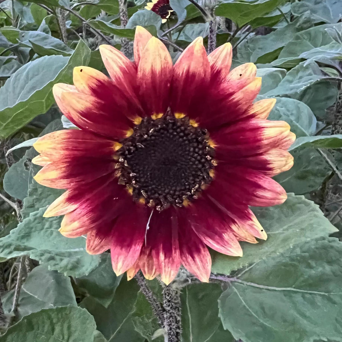 Florenza Sunflower Seeds - Attracts Bees & Butterflies, 25+ seeds