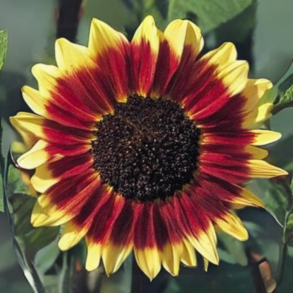 Florenza Sunflower Seeds - Attracts Bees & Butterflies, 25+ seeds
