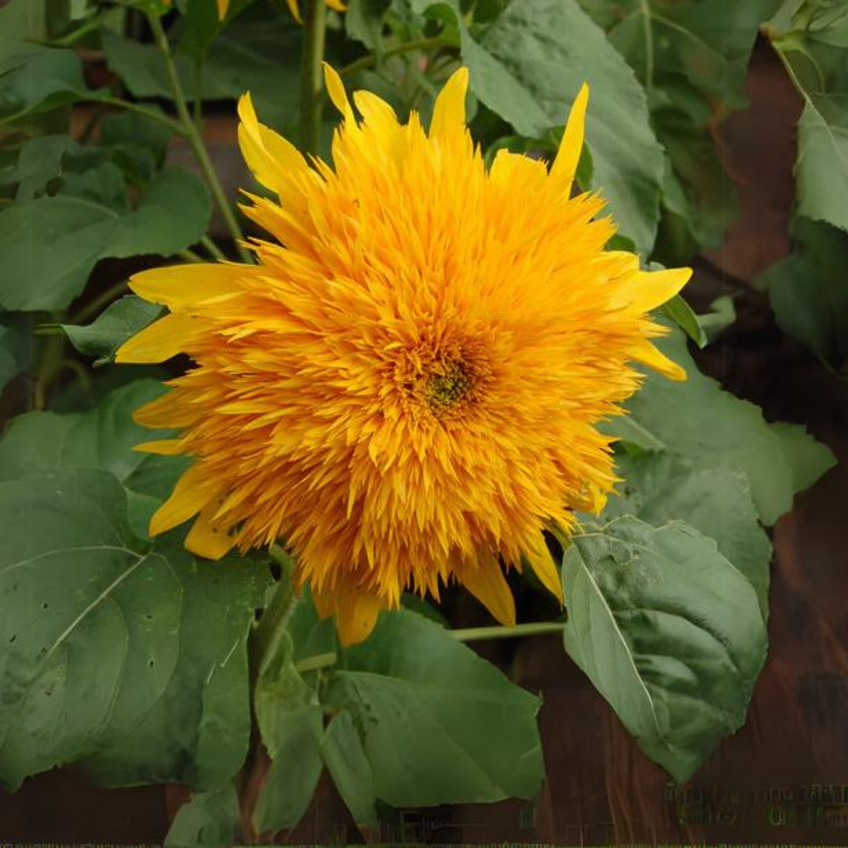 Goldy Double Organic Sunflower Seeds, 25+ seeds