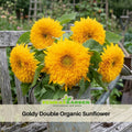 25+ Seeds-Goldy Double Organic Sunflower Seeds - Helianthus Tall Giant and Dwarf Varieties for Garden Pollinator Friendly Easy to Grow, Fast growing, Attracts bees & butterflies #E022