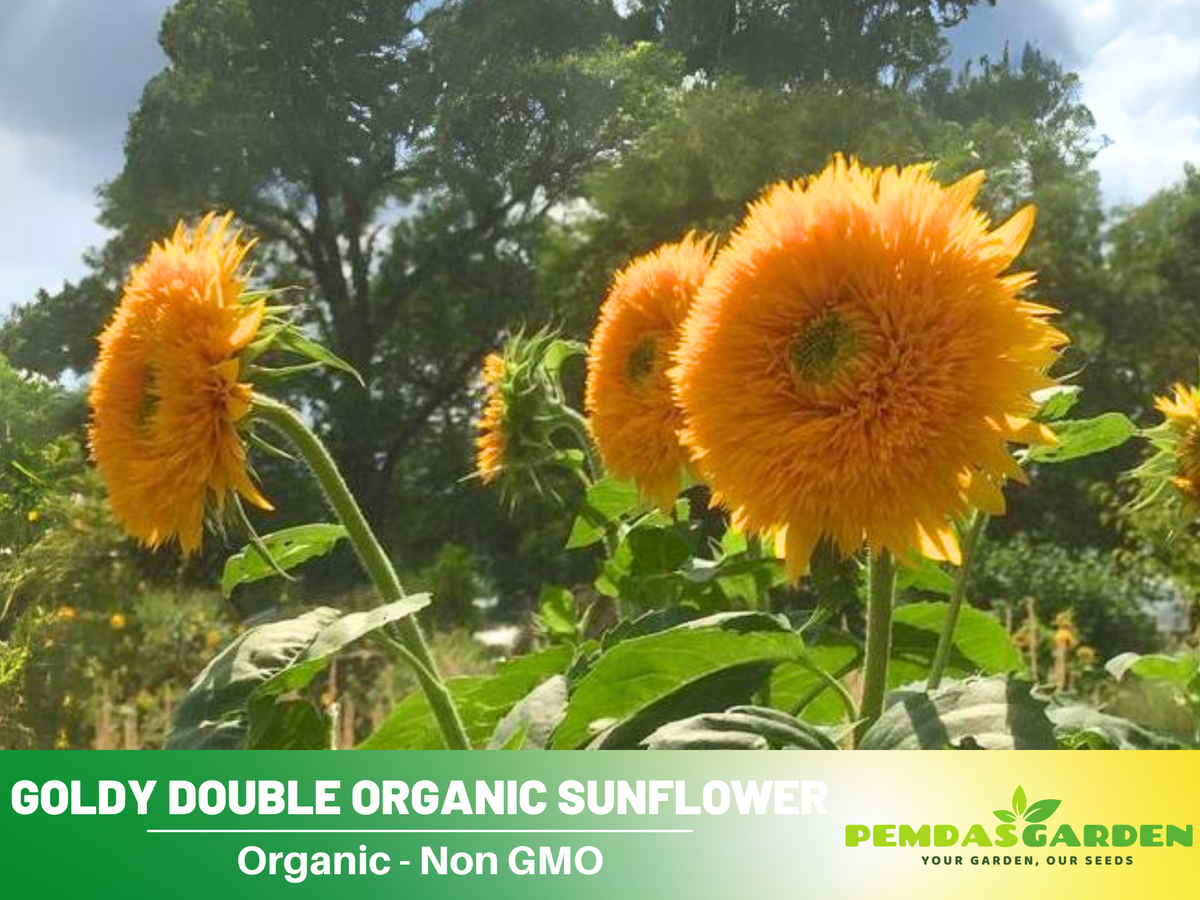 25+ Seeds-Goldy Double Organic Sunflower Seed #E022