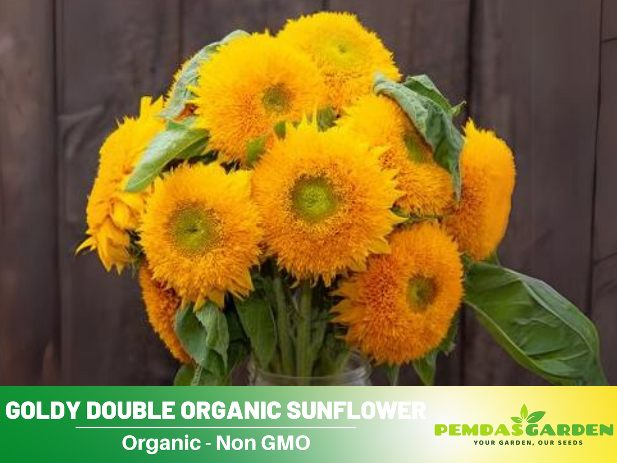 25+ Seeds-Goldy Double Organic Sunflower Seed #E022