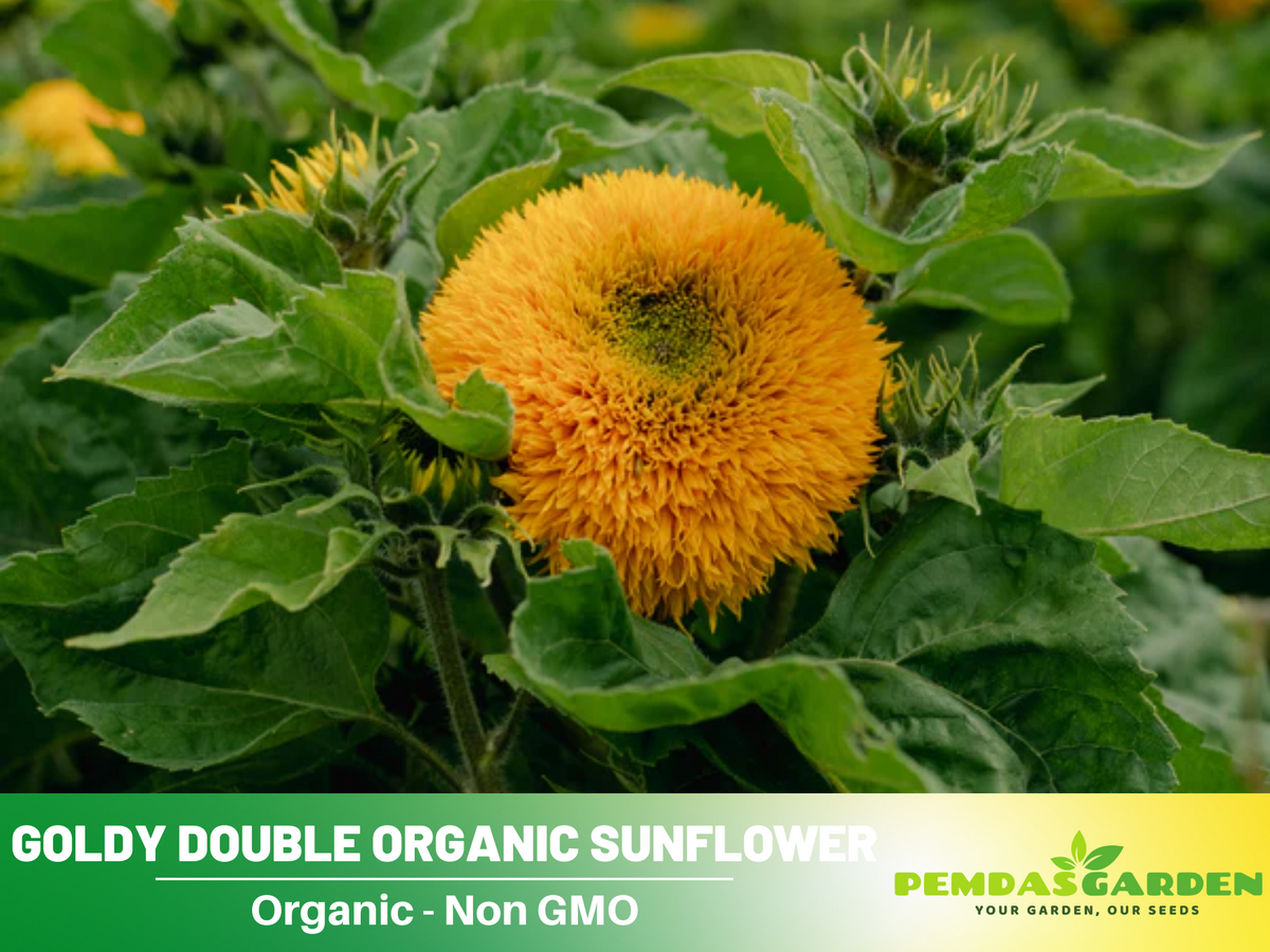 25+ Seeds-Goldy Double Organic Sunflower Seed #E022