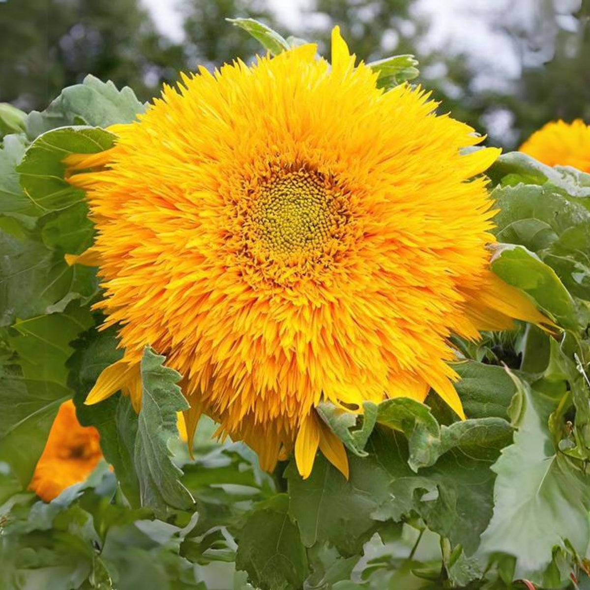 Goldy Double Organic Sunflower Seeds, 25+ seeds