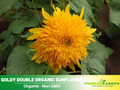 25+ Seeds-Goldy Double Organic Sunflower Seeds - Helianthus Tall Giant and Dwarf Varieties for Garden Pollinator Friendly Easy to Grow, Fast growing, Attracts bees & butterflies #E022