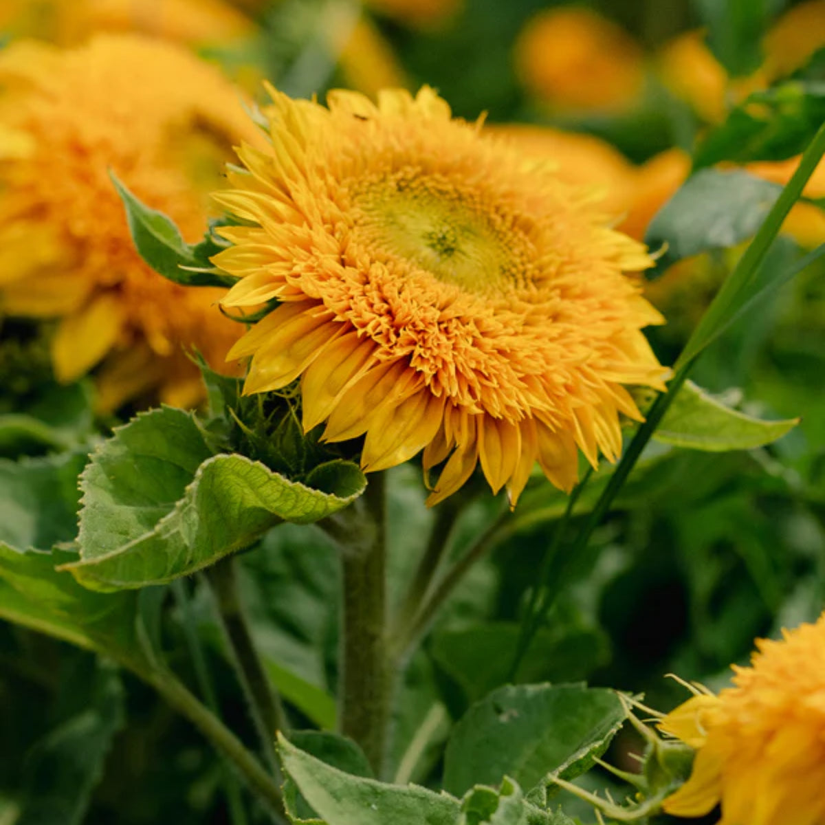 Goldy Double Organic Sunflower Seeds, 25+ seeds