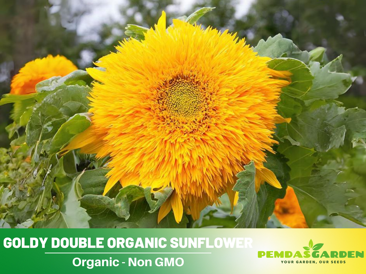 25+ Seeds-Goldy Double Organic Sunflower Seed #E022