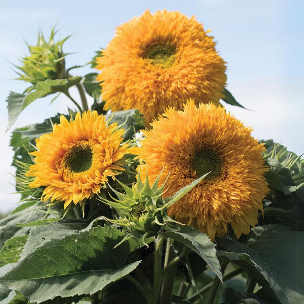 Goldy Double Organic Sunflower Seeds, 25+ seeds
