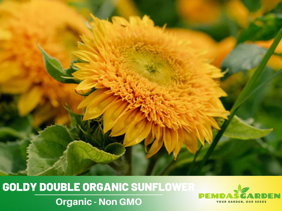 25+ Seeds-Goldy Double Organic Sunflower Seed #E022