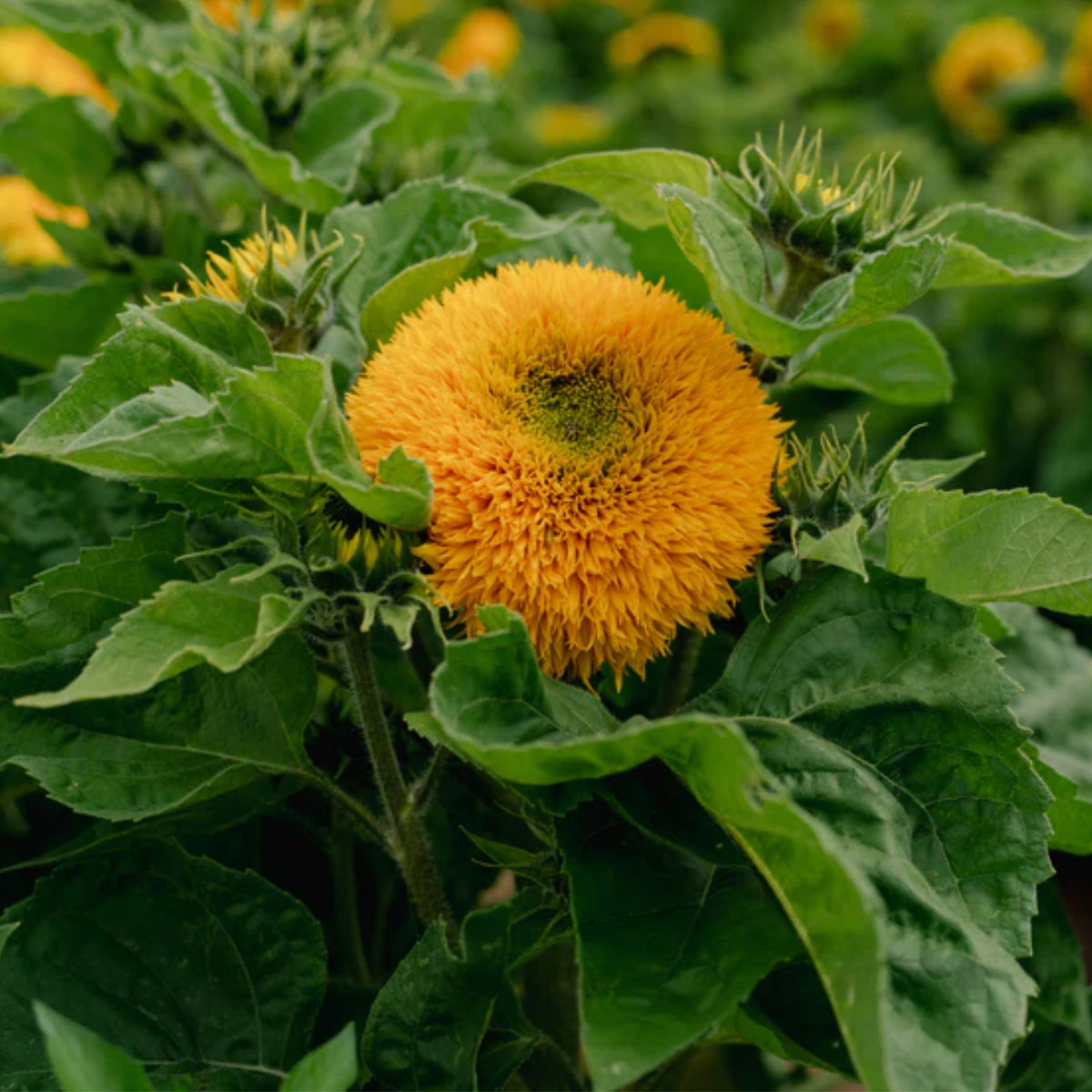 Goldy Double Organic Sunflower Seeds, 25+ seeds