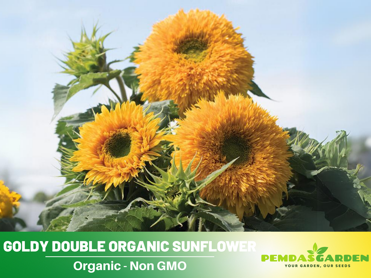 25+ Seeds-Goldy Double Organic Sunflower Seed #E022