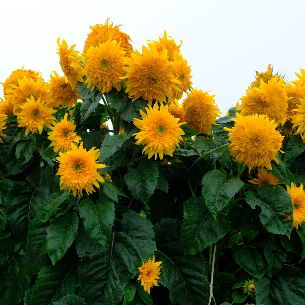 Goldy Double Organic Sunflower Seeds, 25+ seeds