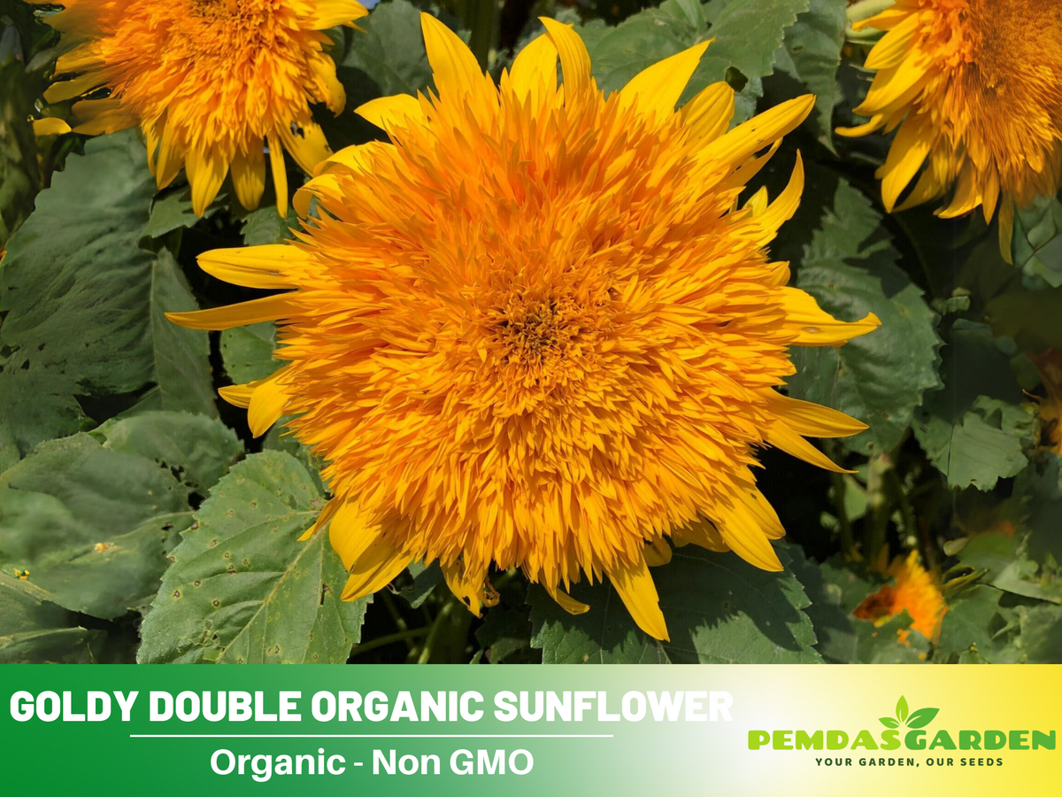 25+ Seeds-Goldy Double Organic Sunflower Seed #E022