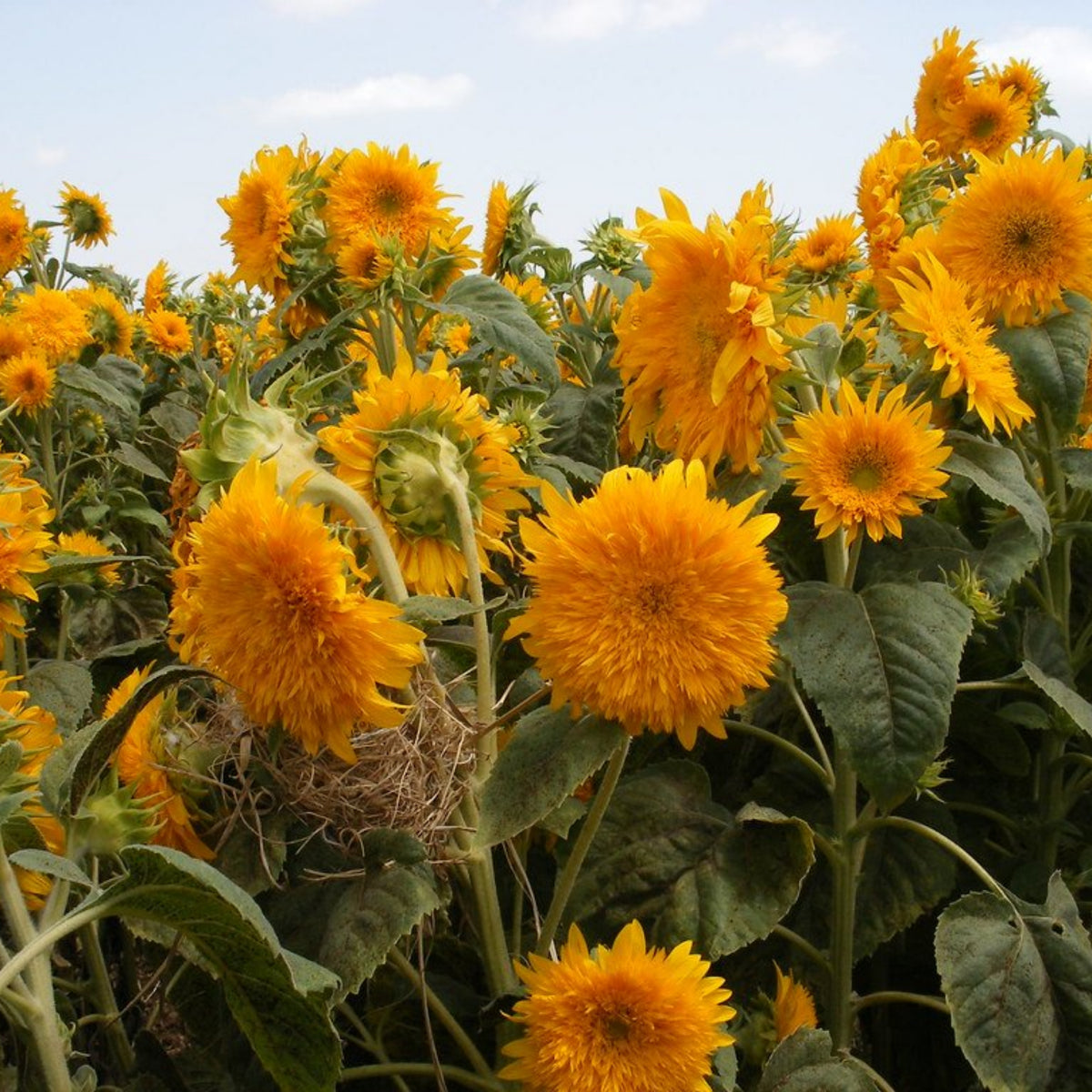 Goldy Double Organic Sunflower Seeds, 25+ seeds