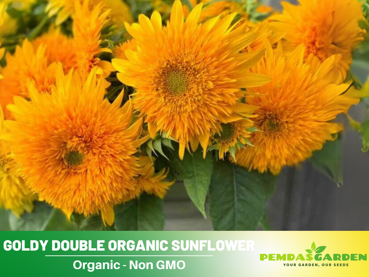 25+ Seeds-Goldy Double Organic Sunflower Seed #E022