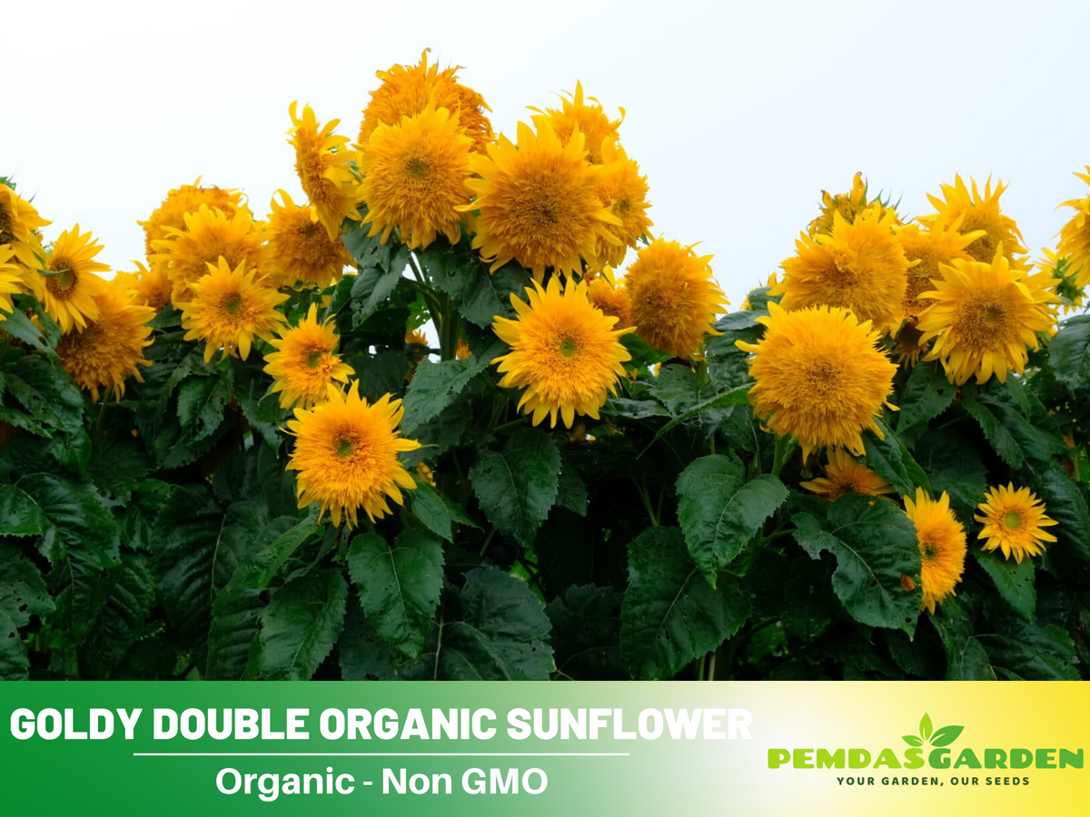 25+ Seeds-Goldy Double Organic Sunflower Seed #E022