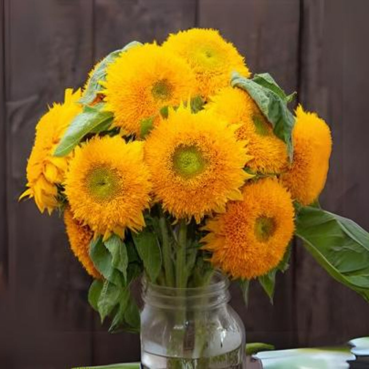 Goldy Double Organic Sunflower Seeds, 25+ seeds
