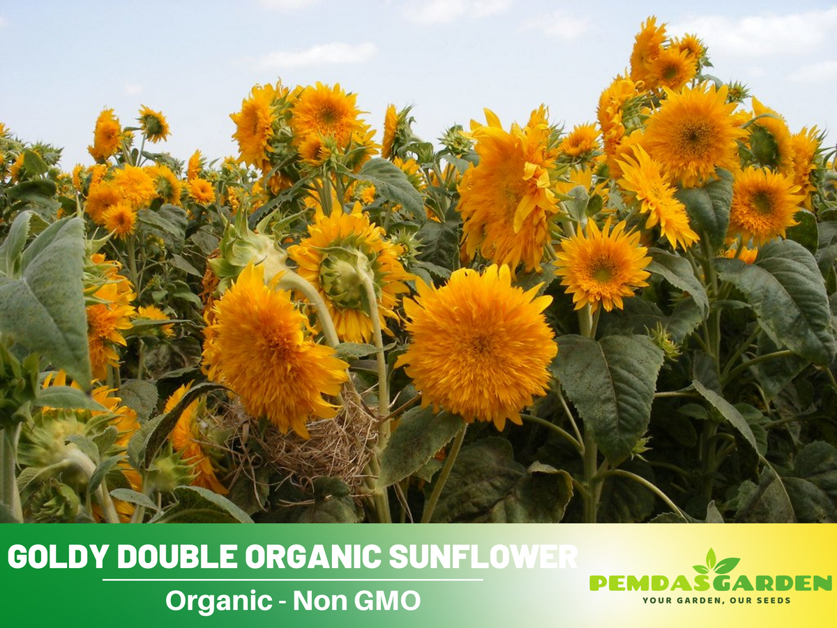 25+ Seeds-Goldy Double Organic Sunflower Seed #E022