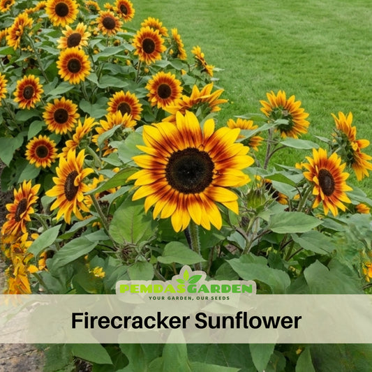Firecracker Sunflower Seeds - Attracts Bees & Butterflies, 25+ seeds