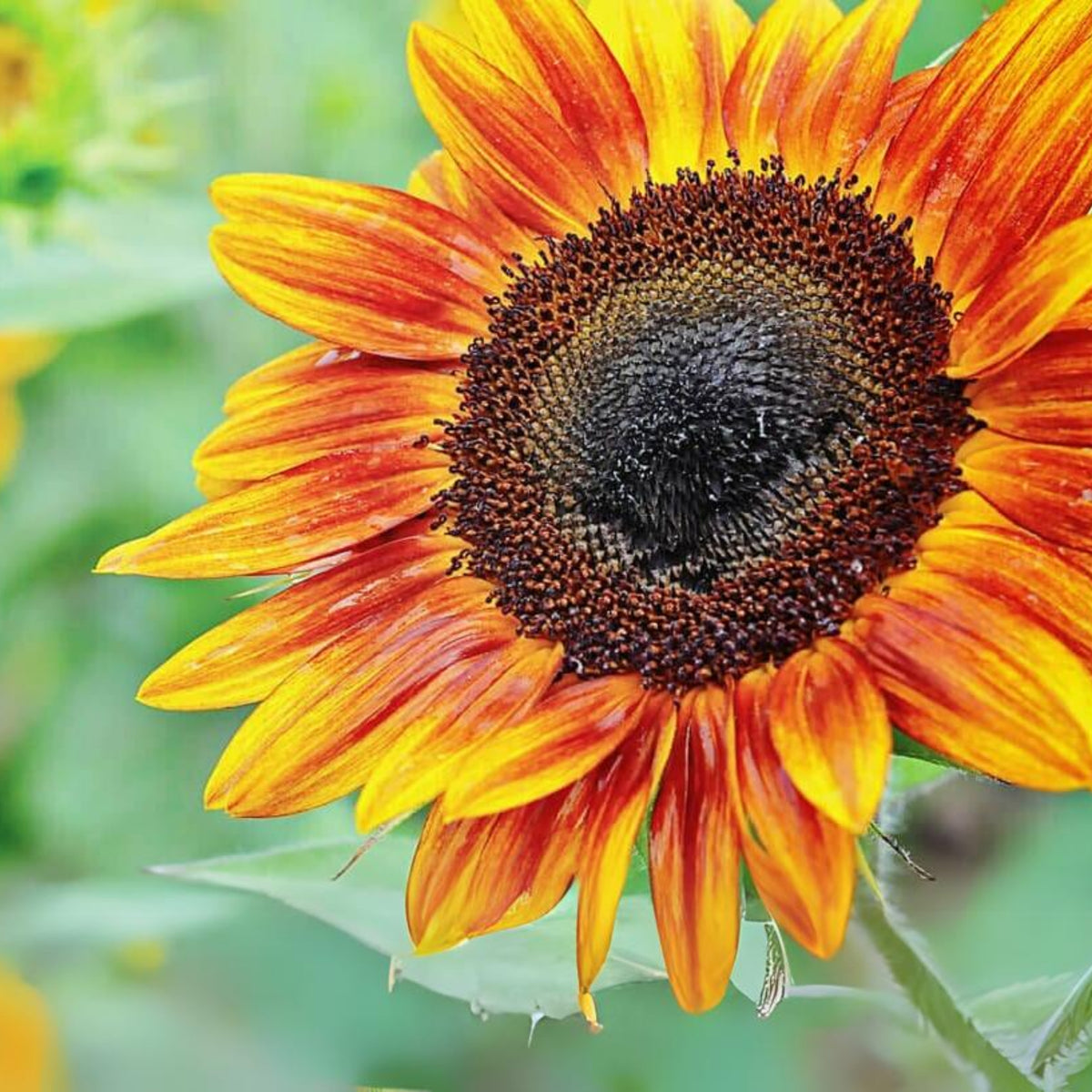 Firecracker Sunflower Seeds - Attracts Bees & Butterflies, 25+ seeds