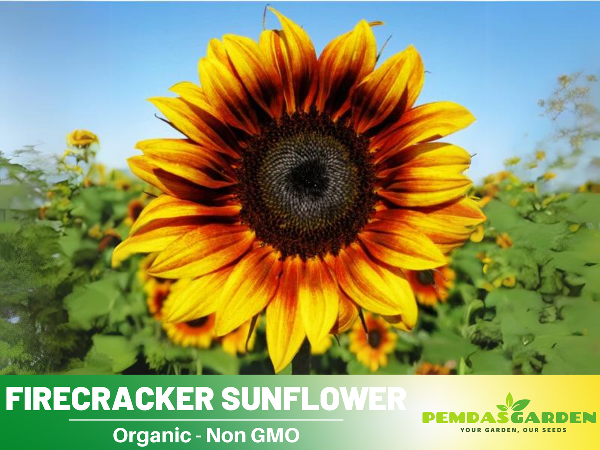 25+ Seeds-Firecracker Sunflower Seed #E023