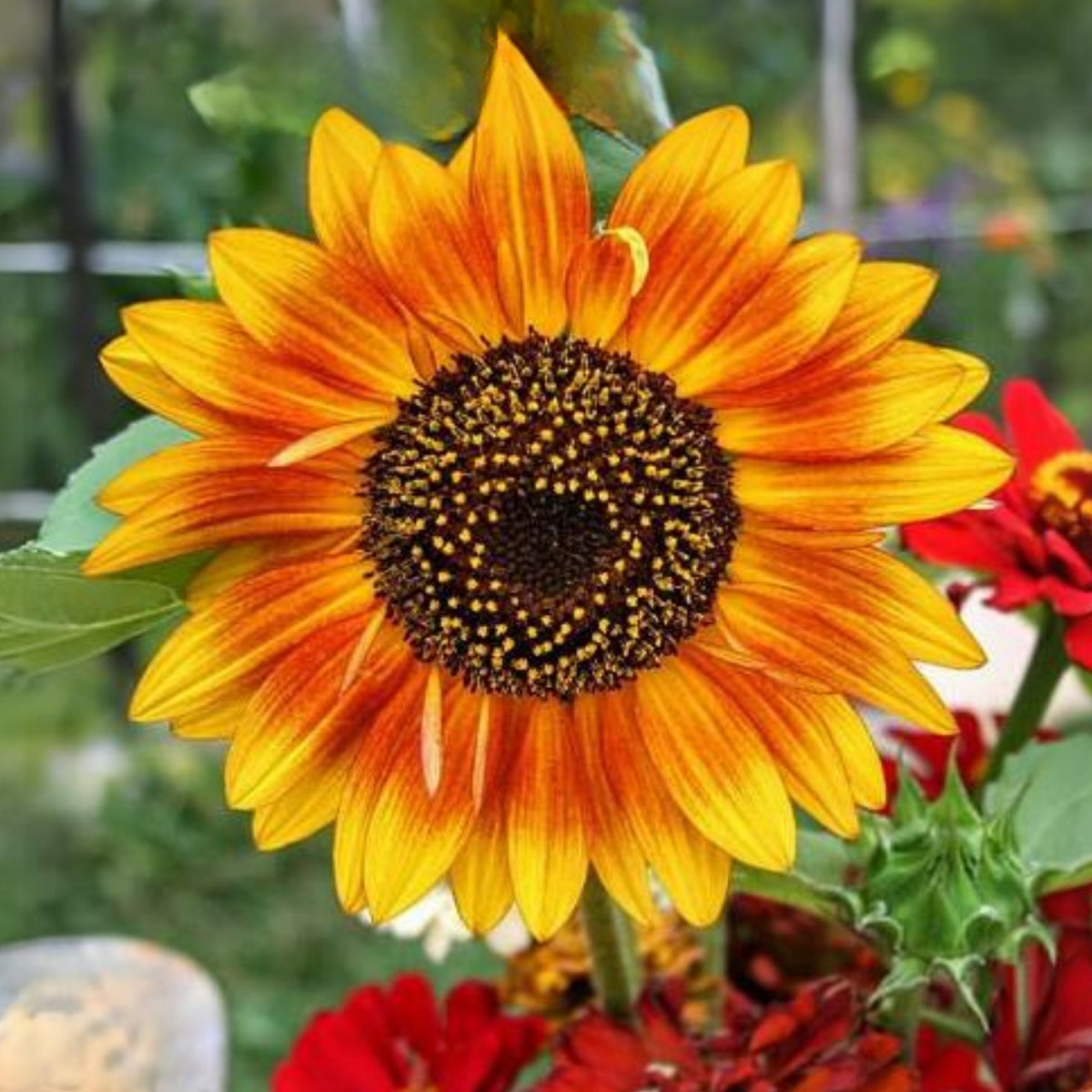 Firecracker Sunflower Seeds - Attracts Bees & Butterflies, 25+ seeds