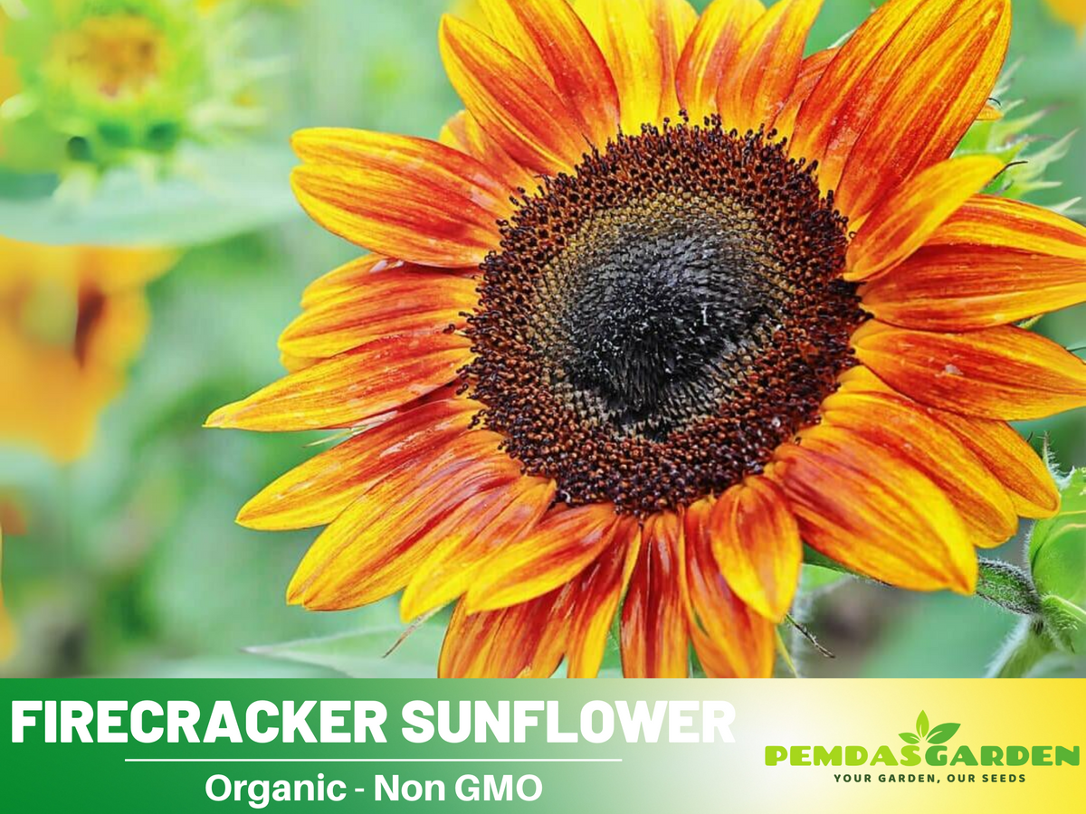 25+ Seeds-Firecracker Sunflower Seed #E023