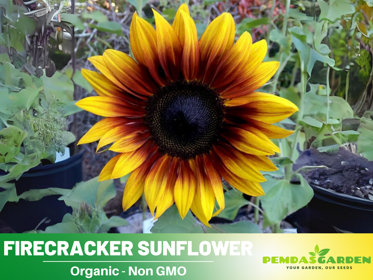 25+ Seeds-Firecracker Sunflower Seed #E023