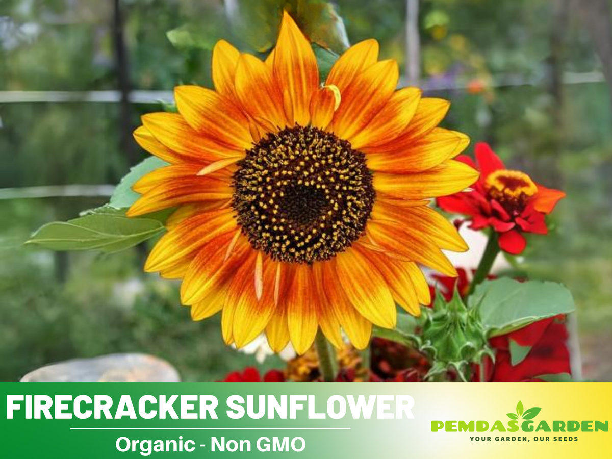 25+ Seeds-Firecracker Sunflower Seed #E023