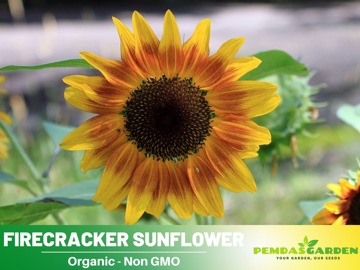 25+ Seeds-Firecracker Sunflower Seed #E023