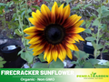 25+ Seeds-Firecracker Sunflower Seeds- Helianthus Tall Giant and Dwarf Varieties for Garden Pollinator Friendly Easy to Grow, Fast growing, Attracts bees & butterflies #E023