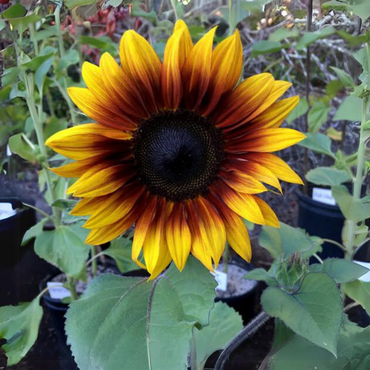 Firecracker Sunflower Seeds - Attracts Bees & Butterflies, 25+ seeds