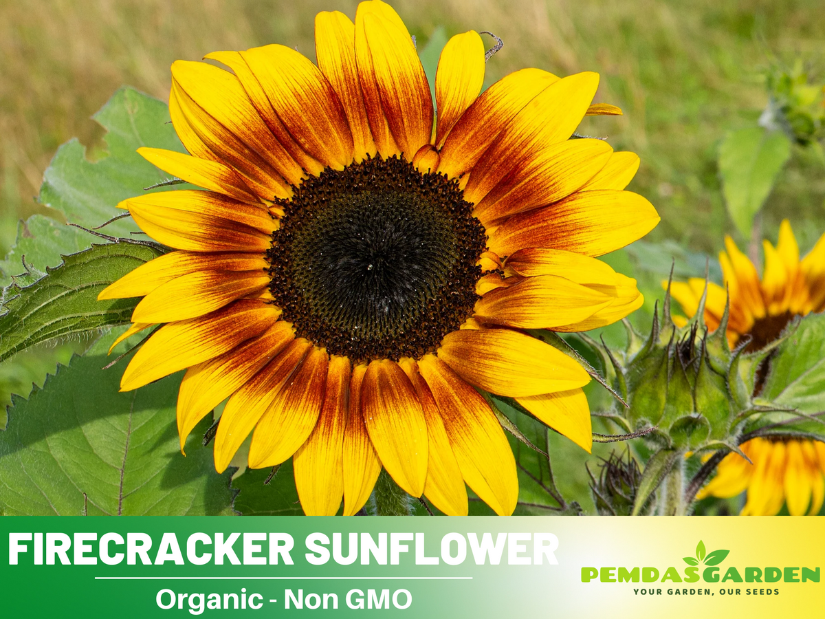 25+ Seeds-Firecracker Sunflower Seed #E023