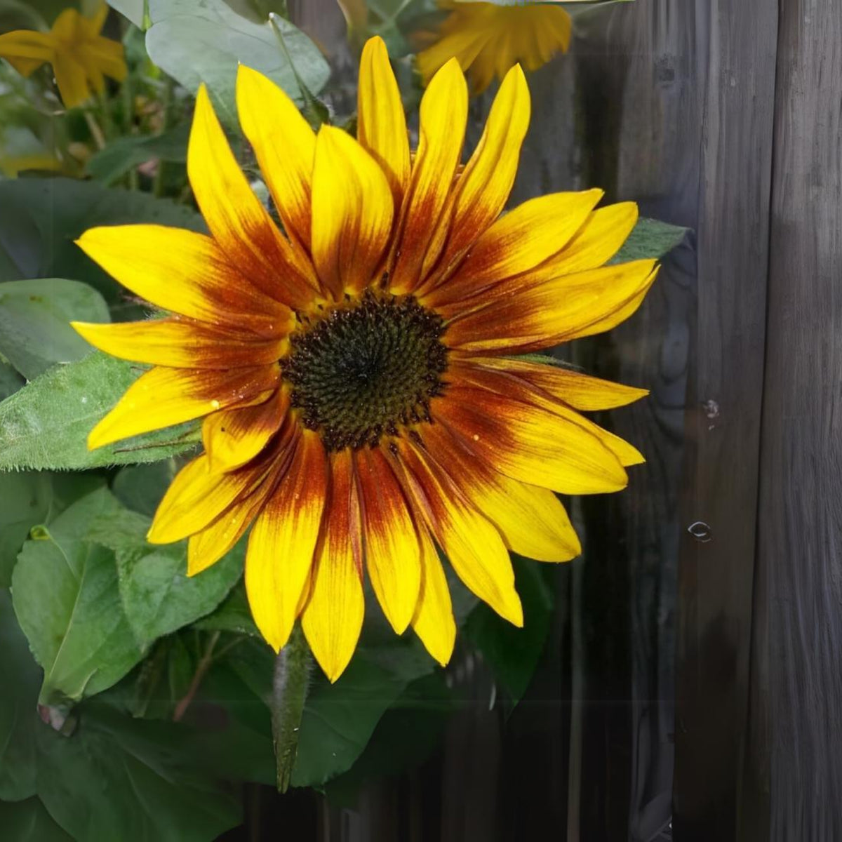 Firecracker Sunflower Seeds - Attracts Bees & Butterflies, 25+ seeds