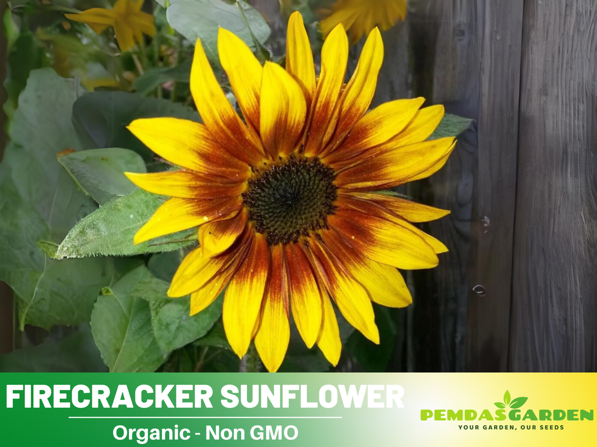 25+ Seeds-Firecracker Sunflower Seed #E023