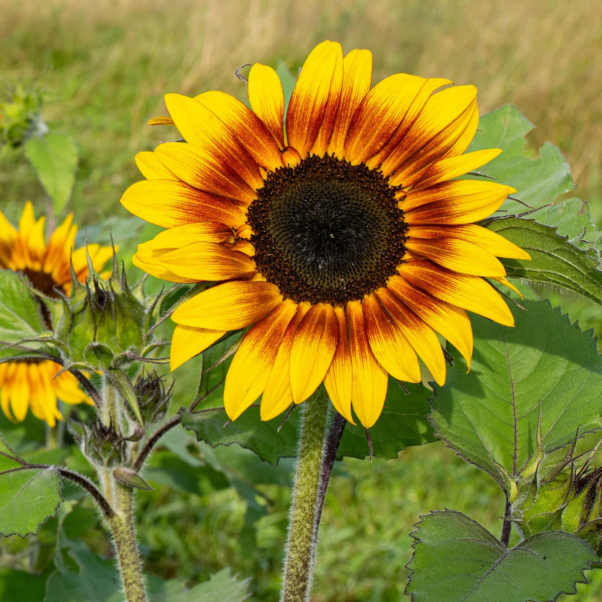 Firecracker Sunflower Seeds - Attracts Bees & Butterflies, 25+ seeds