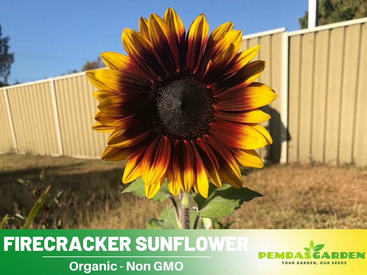 25+ Seeds-Firecracker Sunflower Seed #E023