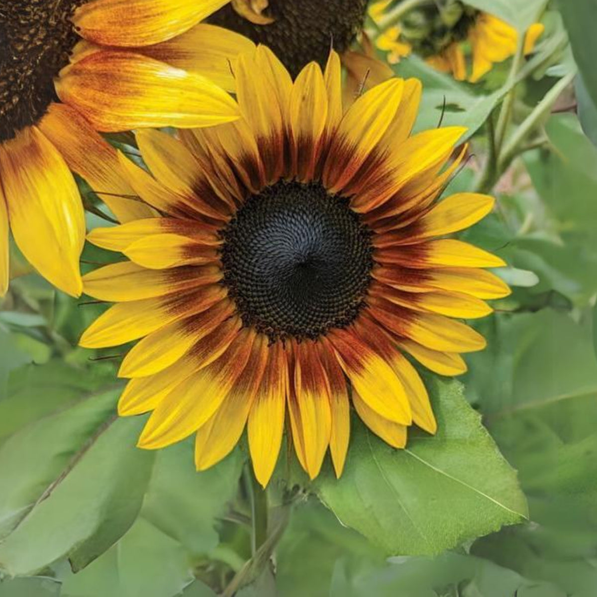 Firecracker Sunflower Seeds - Attracts Bees & Butterflies, 25+ seeds