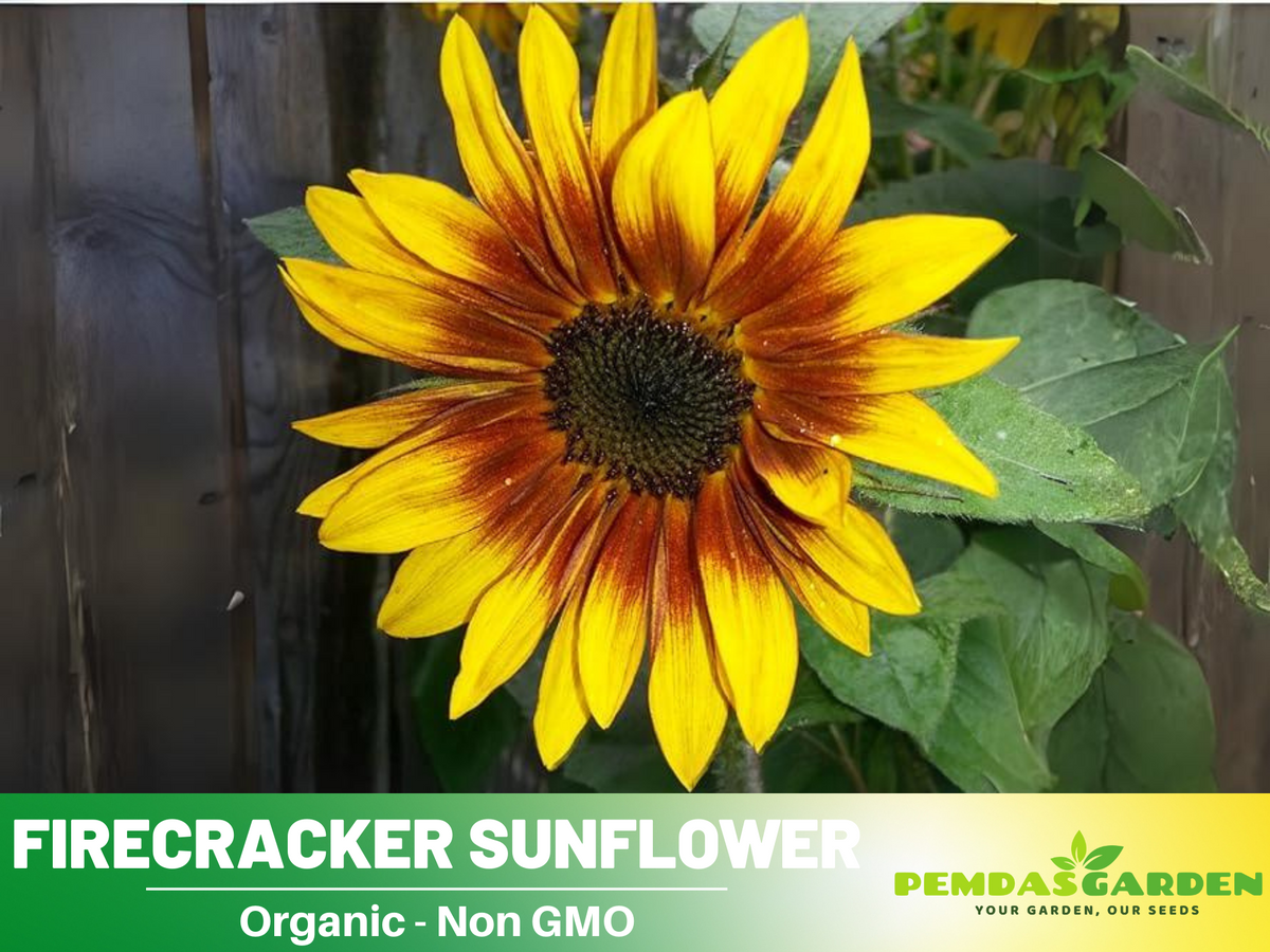 25+ Seeds-Firecracker Sunflower Seed #E023