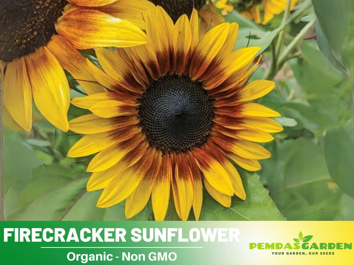 25+ Seeds-Firecracker Sunflower Seed #E023