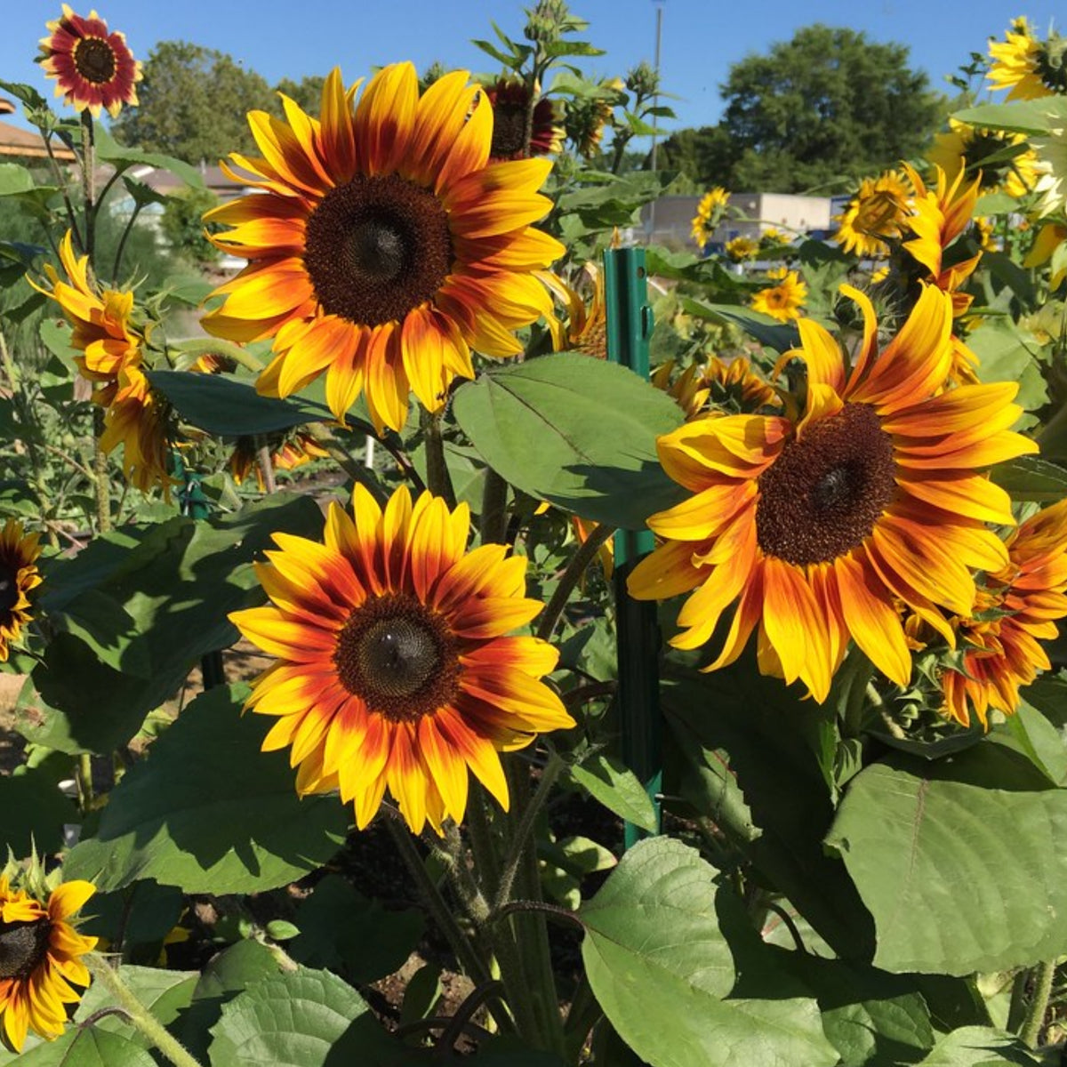 Firecracker Sunflower Seeds - Attracts Bees & Butterflies, 25+ seeds