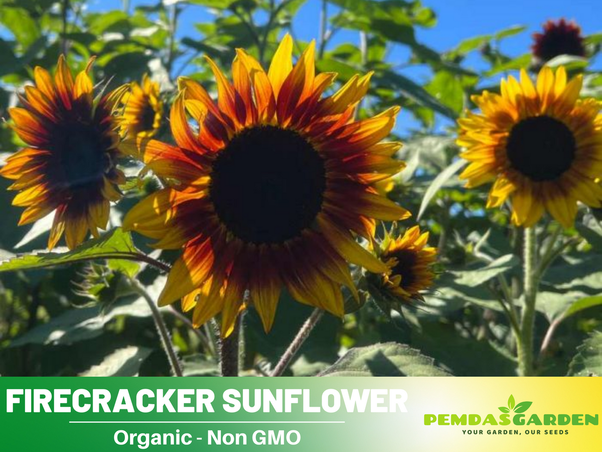 25+ Seeds-Firecracker Sunflower Seed #E023