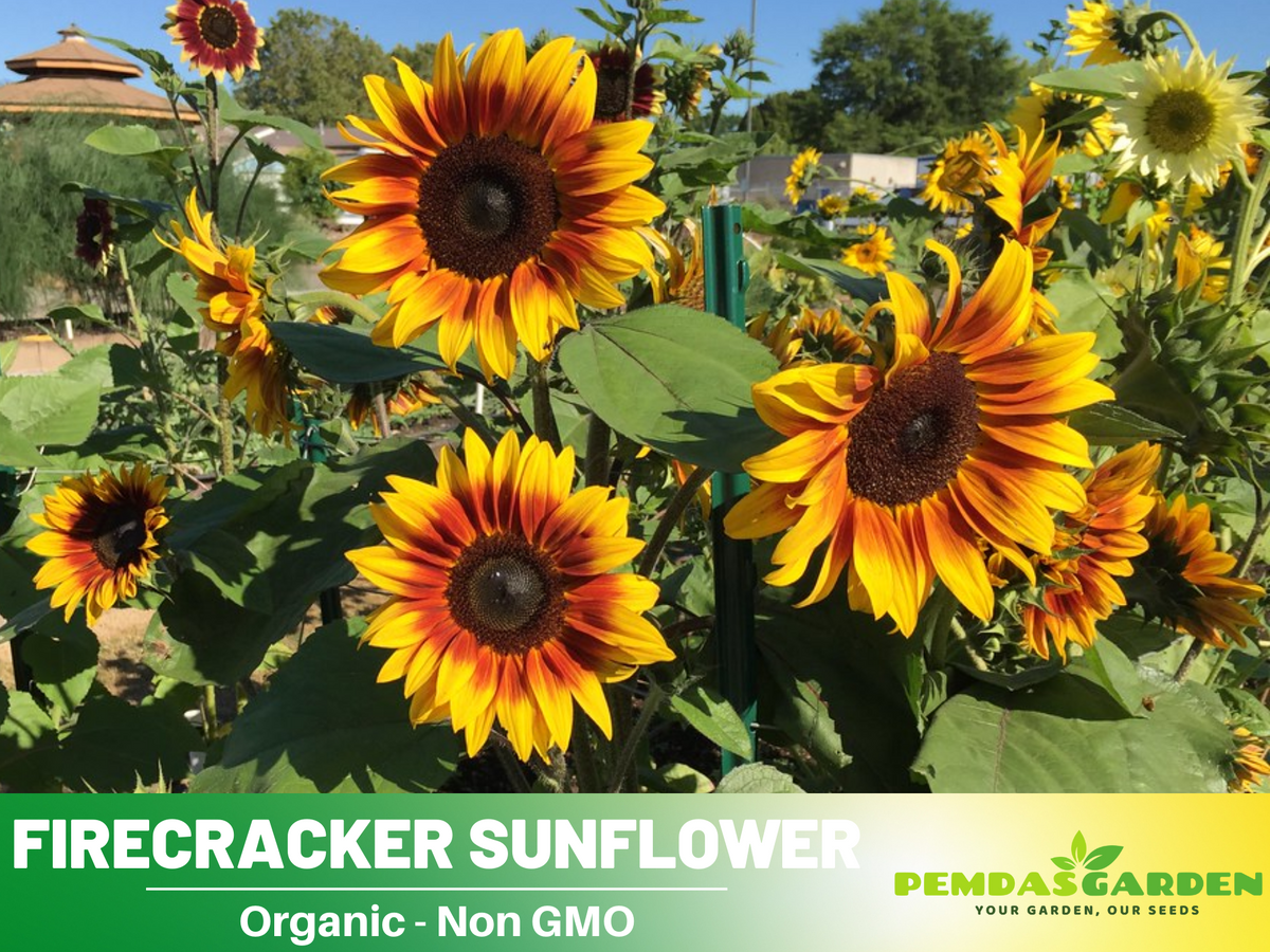 25+ Seeds-Firecracker Sunflower Seed #E023