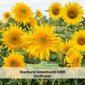 25+ Seeds| Starburst Greenburst Sunflower Seeds - Helianthus Tall Giant and Dwarf Varieties for Garden Pollinator Friendly Easy to Grow, Fast growing, Attracts bees & butterflies#E024